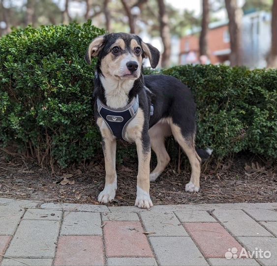 Щенок в добрые руки