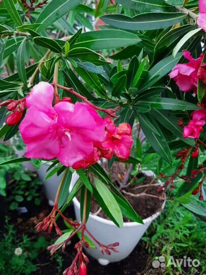 Олеандр махровый