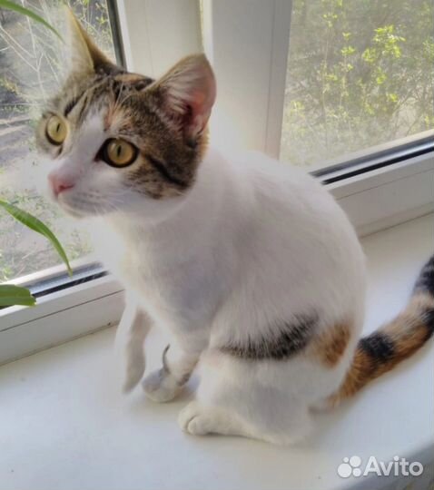 Монечка в дар