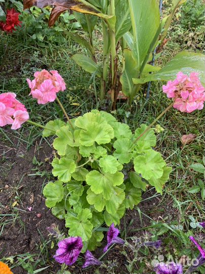 Пеларгония герань