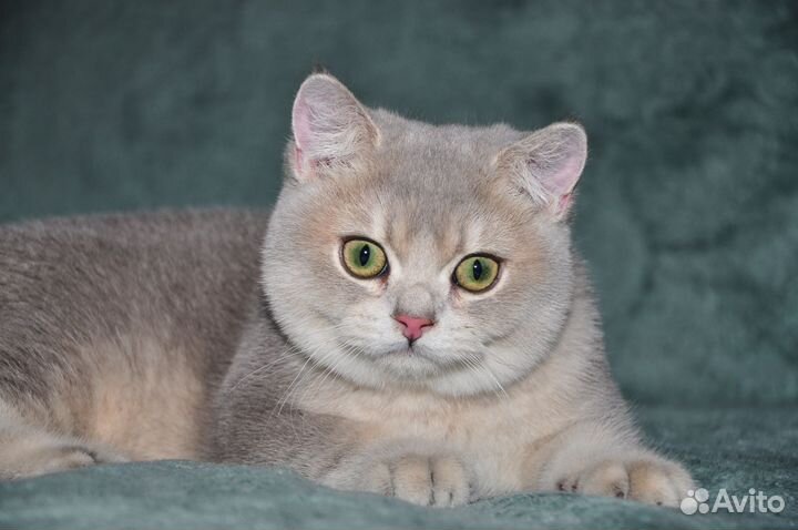 Голубое золото британский мальчик