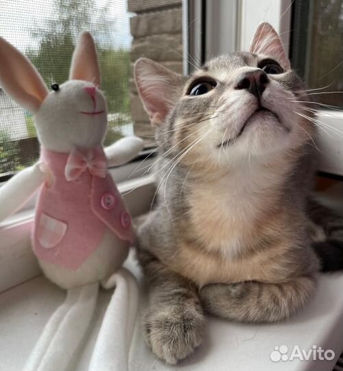 Котята в добрые руки бесплатно