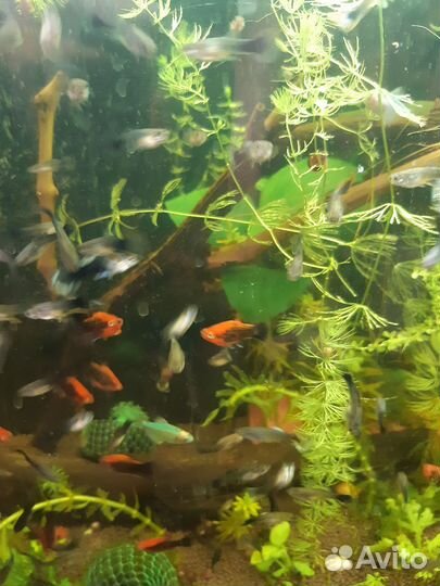 Аквариумные рыбки,креветки, грунт, криптокорина