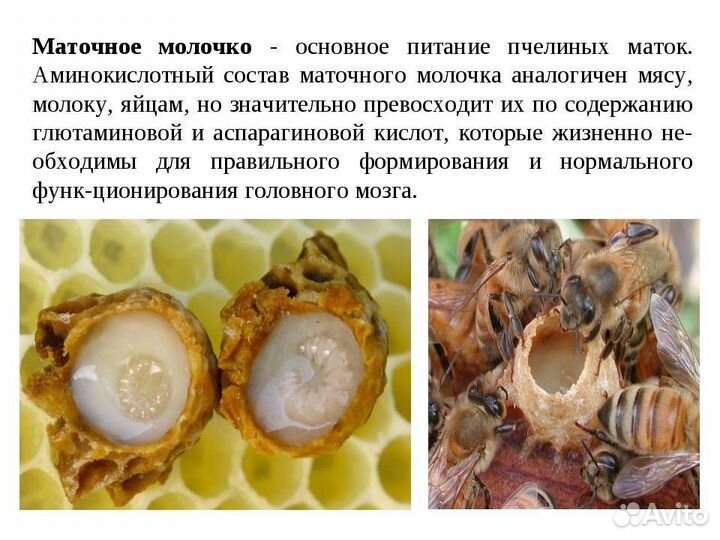 Перга пчелиная, Перга,пыльца,маточное молочко