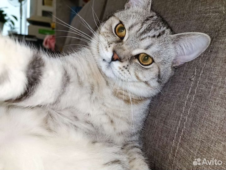 Тимофей Вязка