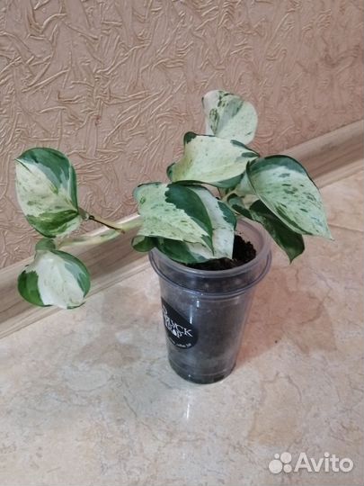 Комнатные растения 5