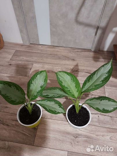 Аглаоеема Сильвер Бэй