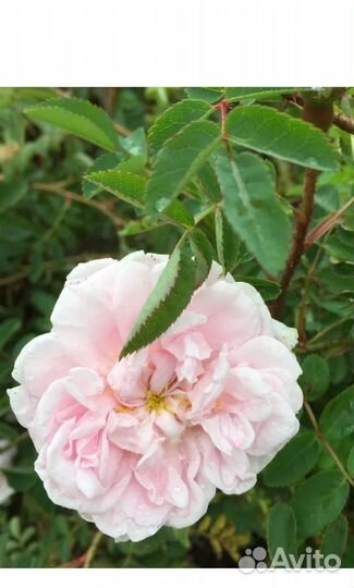 Луковицы черемши