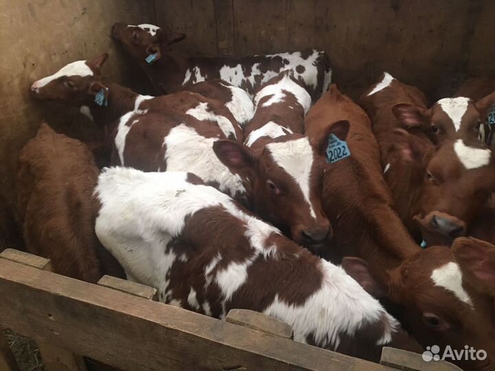 Бычки мясного направления
