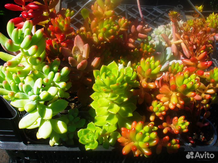 Суккуленты