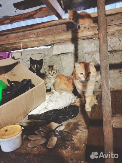 Котята от крысоловки