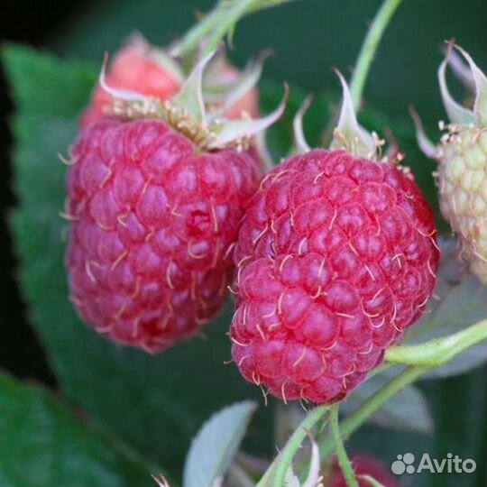 Саженцы малины 