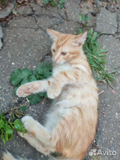 Котята отдам бесплатно