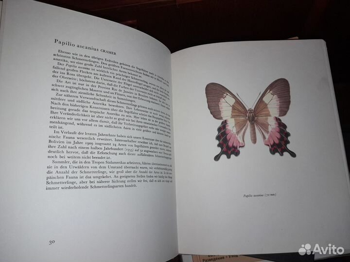 Каталог бабочек на немецком (любителям Набокова)