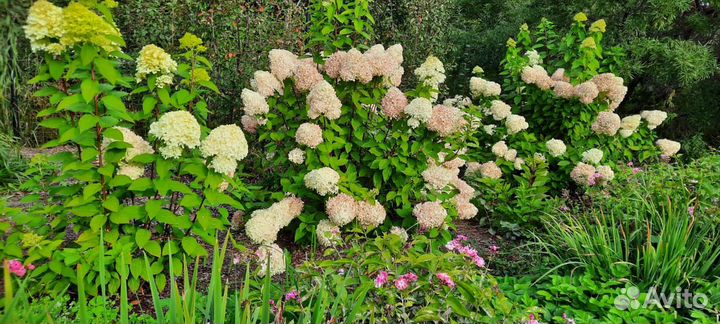 Гортензии метельчатая и древовидная