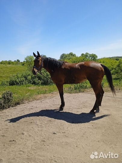 Кобыла жеребая