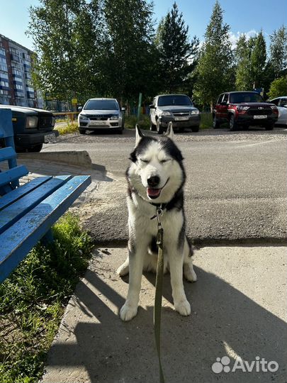 Выгул собак