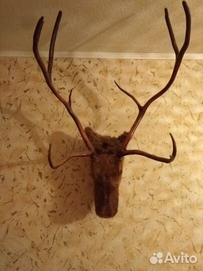 Чучело головы оленя
