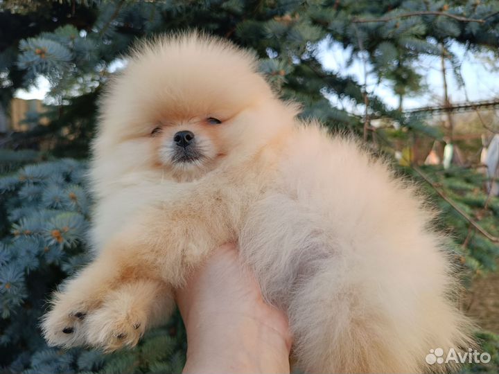 Померанский шпиц Девочки Документы РКФ