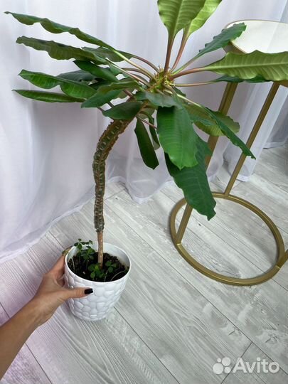 Молочай, юкка, орхидея