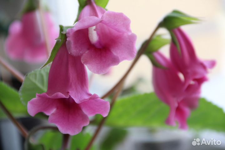 Глоксинии цветущие