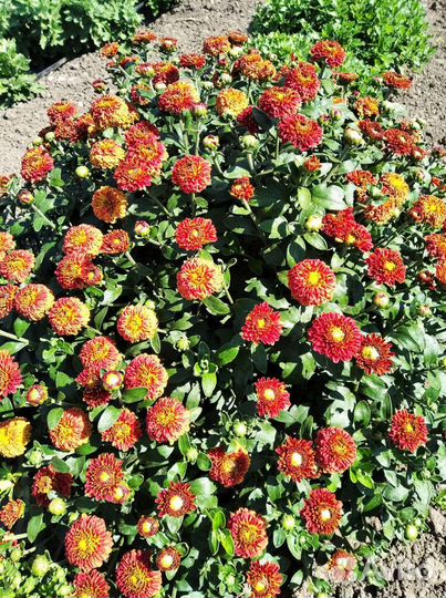 Хризантема шаровидная