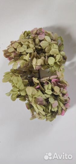 Гортензия стабилизированная