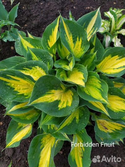Хоста Форбидден фрут