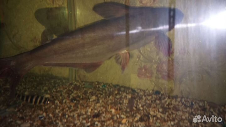 Пангасиус (акулий сом)