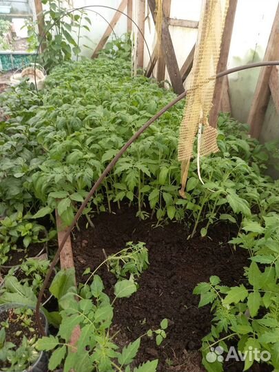 Рассада помидоров томатов