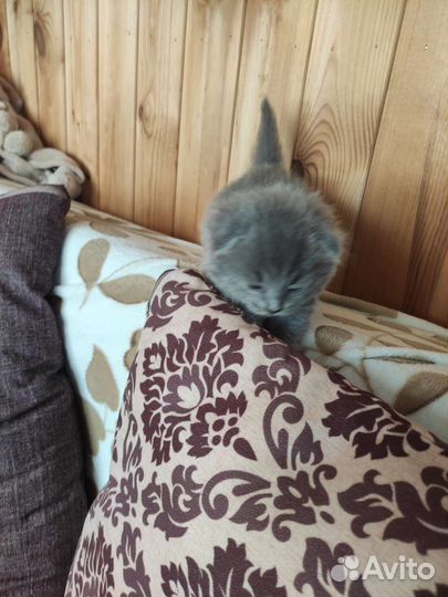 Британский вислоухий кот