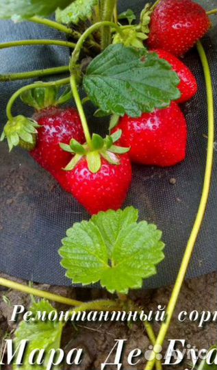 Рассада клубники