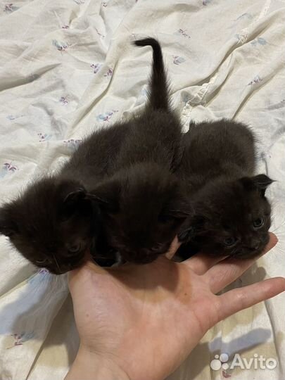 Котята помесь