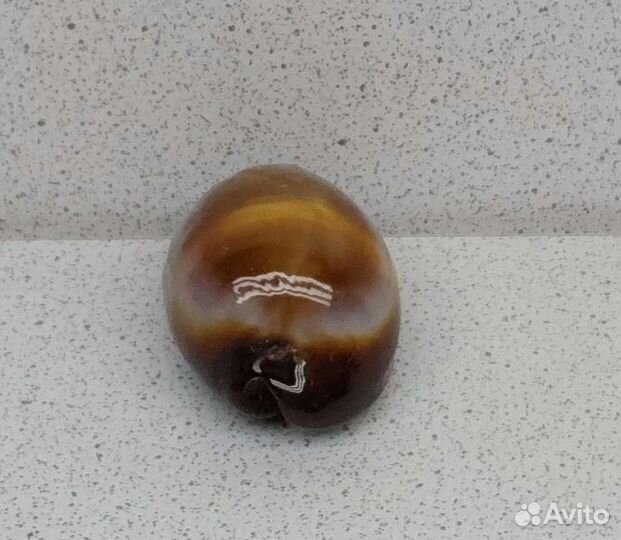 Ципрея Оникс 4,3 морская ракушка раковина