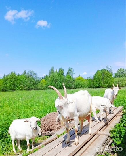 Зааненские козлята