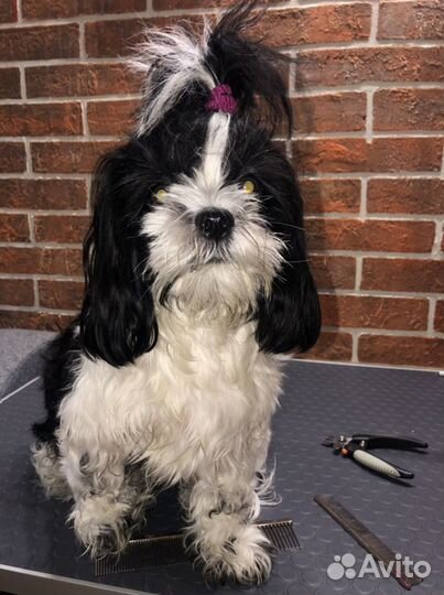 Грумер. Стрижка собак