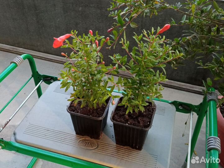 Гранат комнатный сорта Бэйби