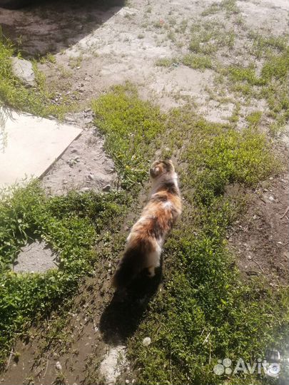 Потерялась кошка