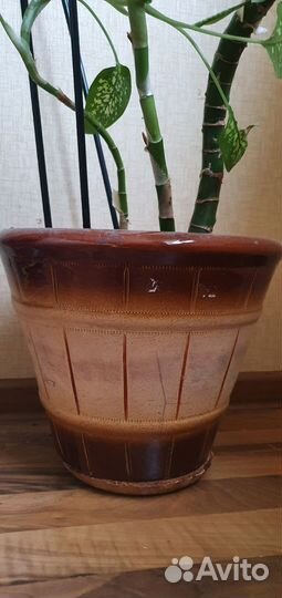 Диффенбахия в керамическом горшке