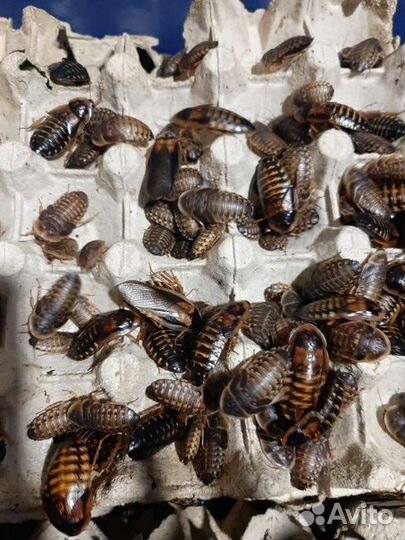 Аргентинский таракан Blaptica dubia блаптика