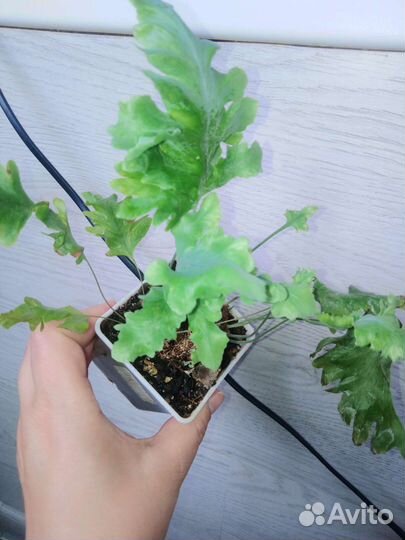 Папоротники и споры 3х сортов