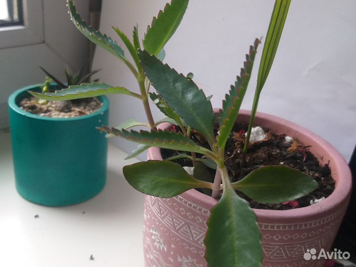 Каланхоэ лечебное
