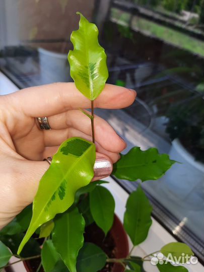Фикус бенджамина.голден моник