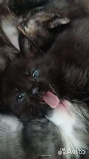 Котята отдам бесплатно