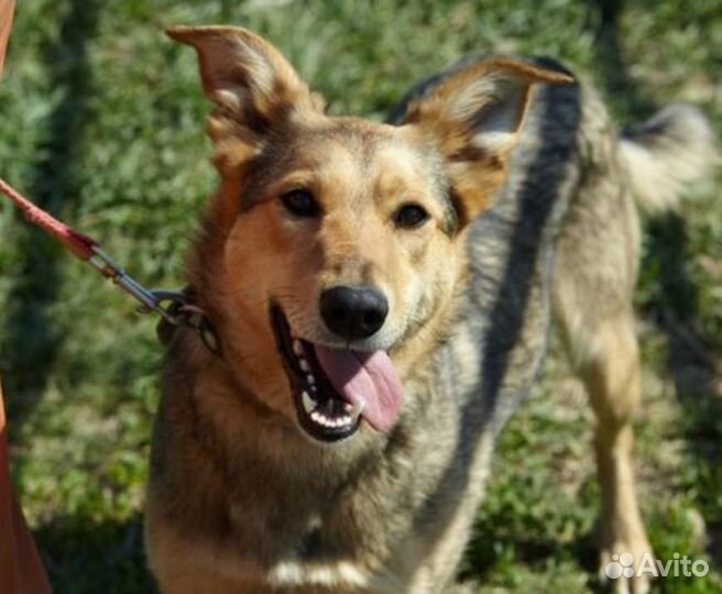 Молоденькая Джуди ищет свою семью, 2г