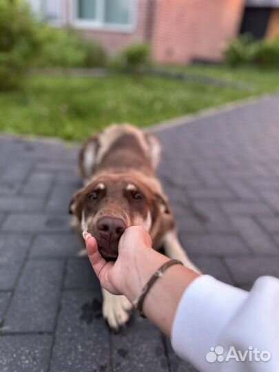 Девочка метис в добрые руки