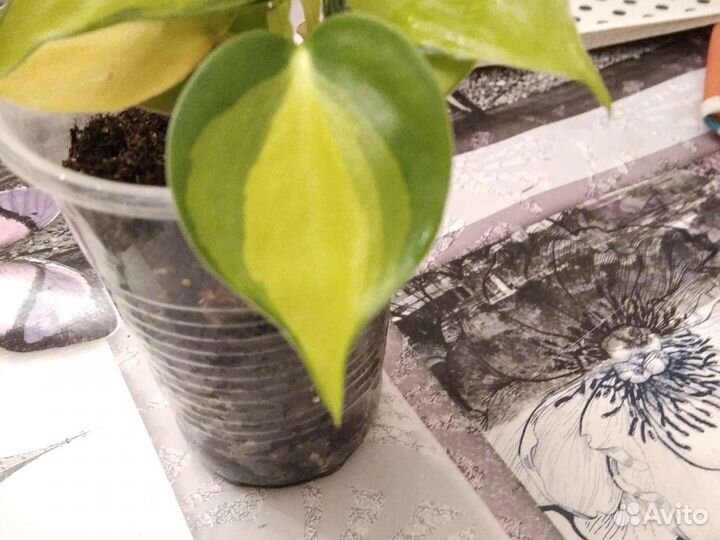 Филодендрон бразил