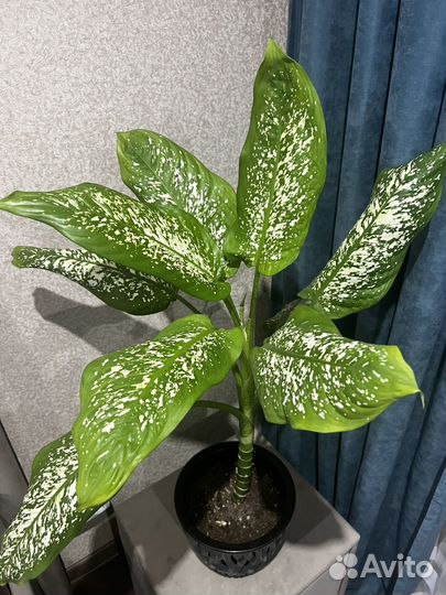 Диффенбахия