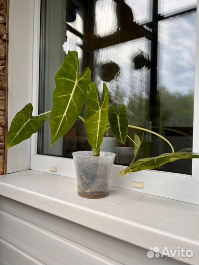 Алоказия мишольца минт (клубни)