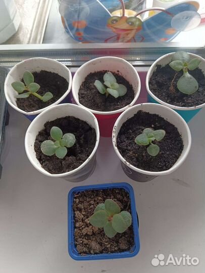 Денежное дерево